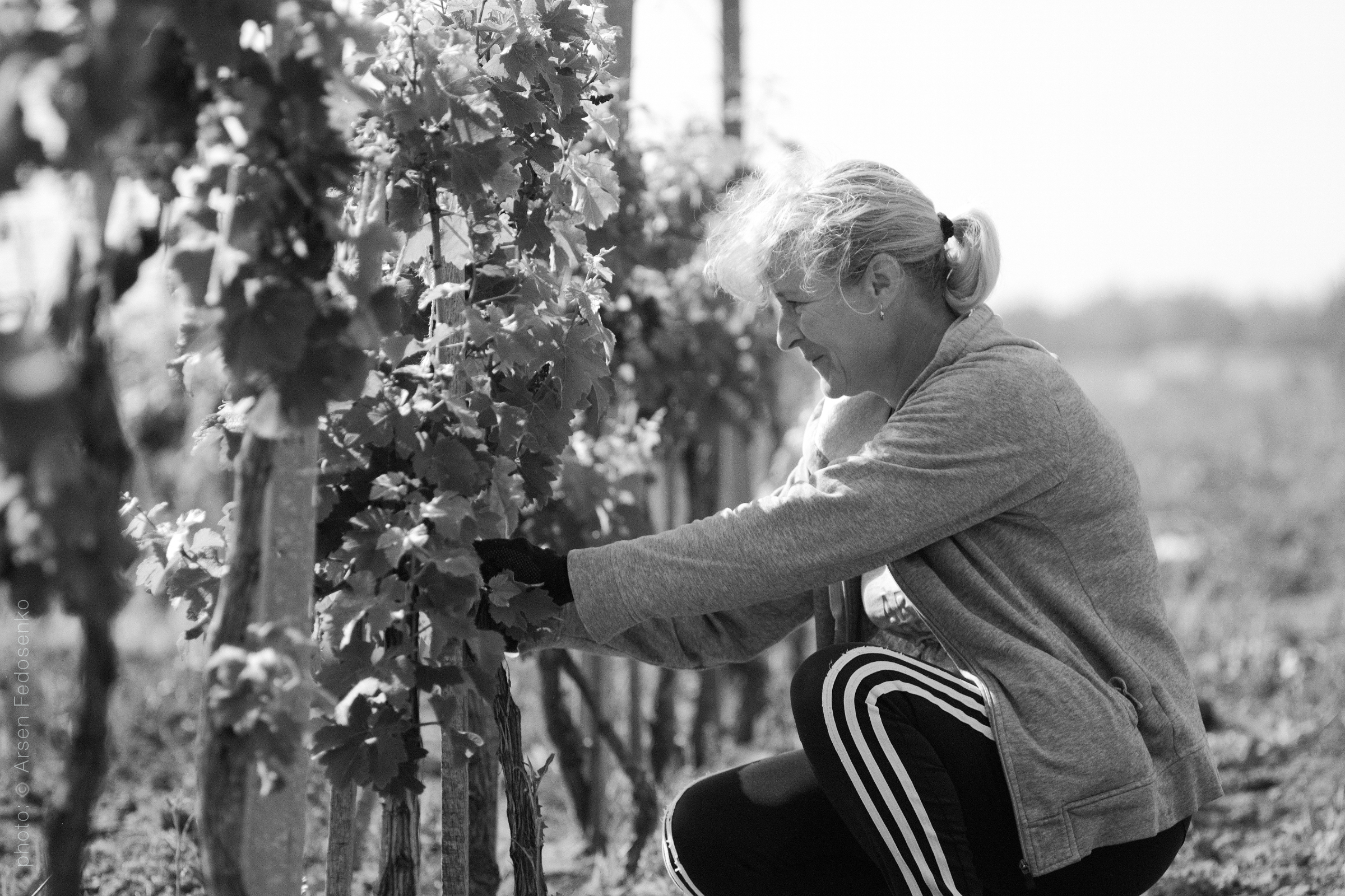 Дубові бочки для витримки вина