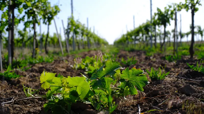 Молоді пагони