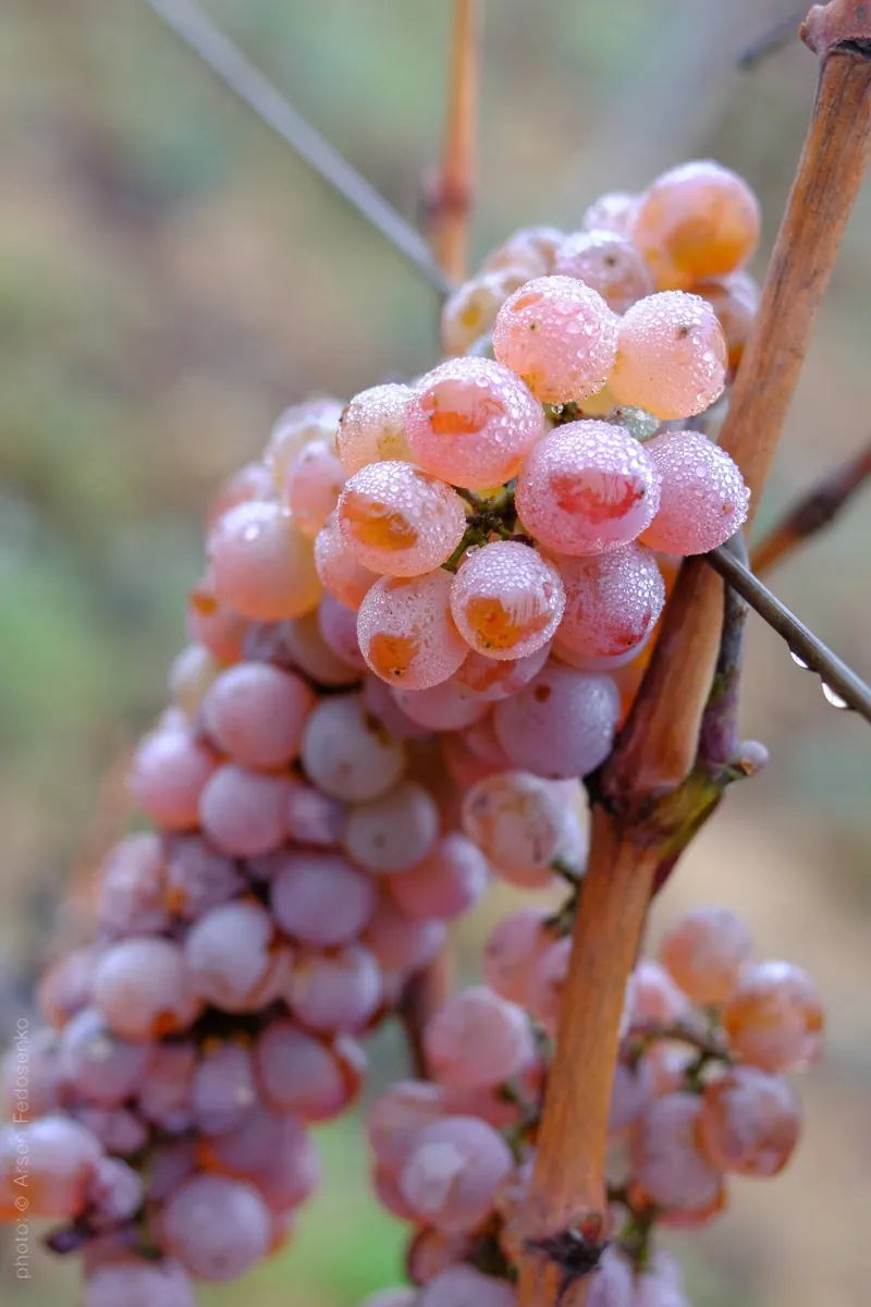 Грона з росою