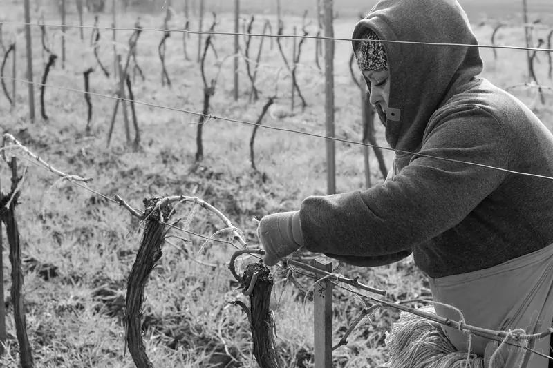 Обрізка лози