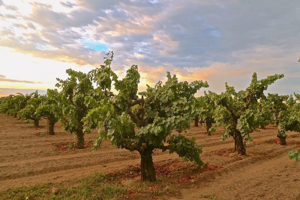 Old Cinsaut (Hermitage) grapevines at Bechthold Vineyard, planted in 1886