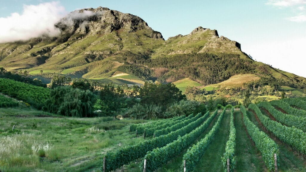 Vineyards in the Stellenbosch wine region, South Africa. Photo: Deon Maritz