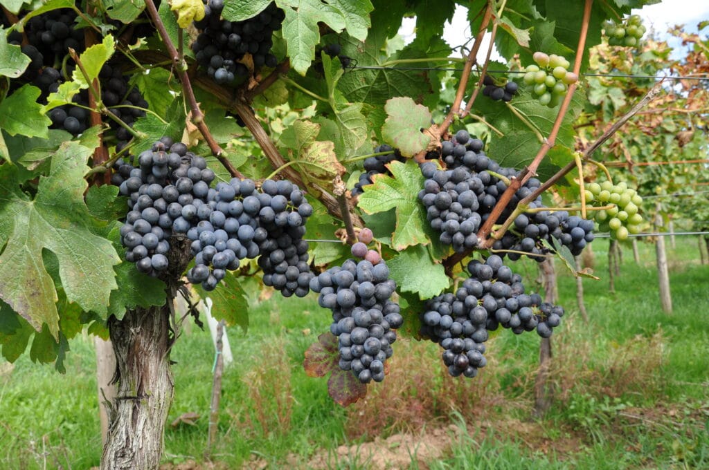 Pinotage grapevine with grape clusters. Photo: Doris Schneider, Julius Kühn-Institut
